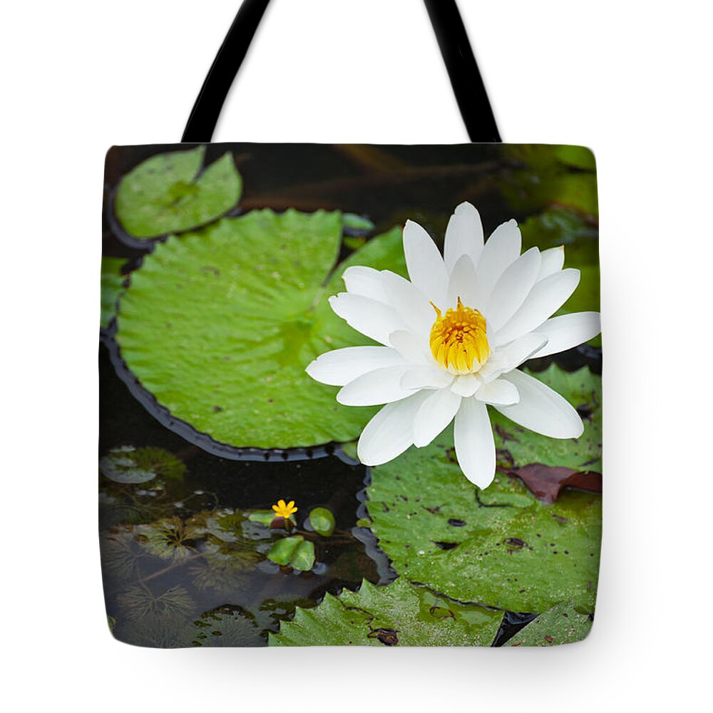 Leaf Tote Bag featuring the photograph Beautiful Water lily #1 by U Schade