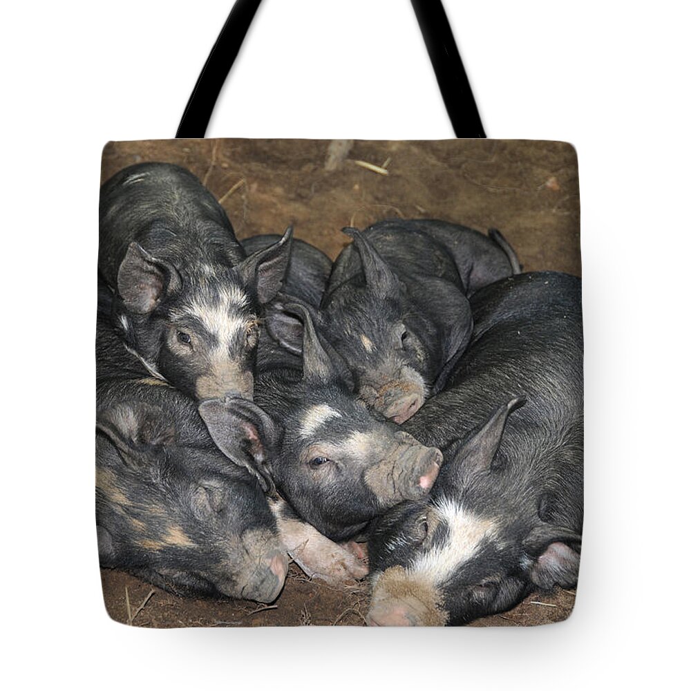 Agricultural Tote Bag featuring the photograph Berkshire Pigs #1 by Bonnie Sue Rauch