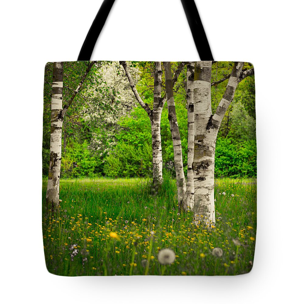 Birch Tote Bag featuring the photograph Birches by Hannes Cmarits