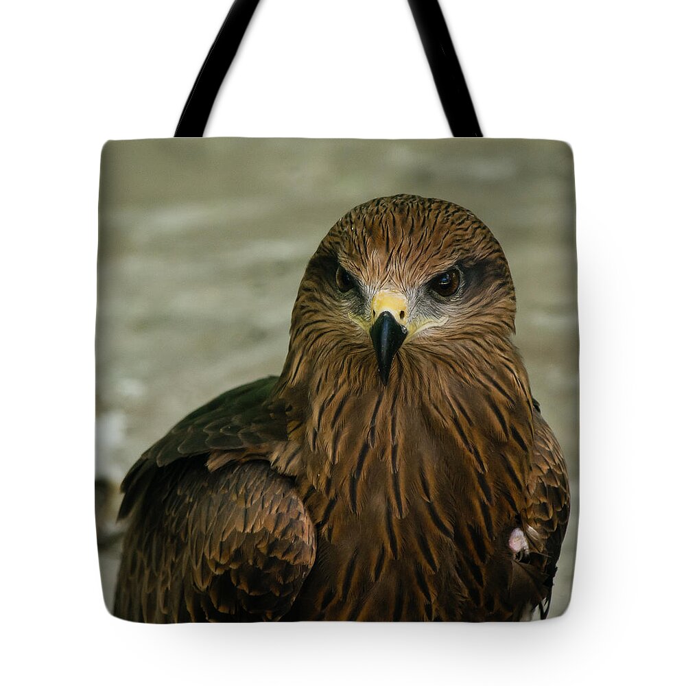 Bird Tote Bag featuring the photograph Black Kite #1 by SAURAVphoto Online Store