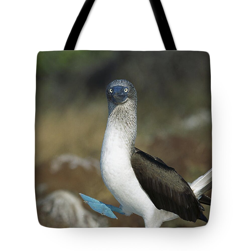 Feb0514 Tote Bag featuring the photograph Blue-footed Booby Courtship Dance #1 by Tui De Roy