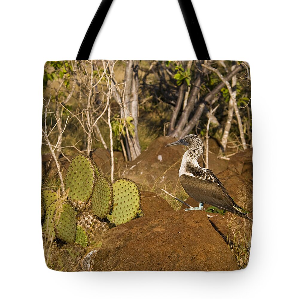 Blue-footed Booby Tote Bag featuring the photograph Blue-footed Booby #1 by William H. Mullins