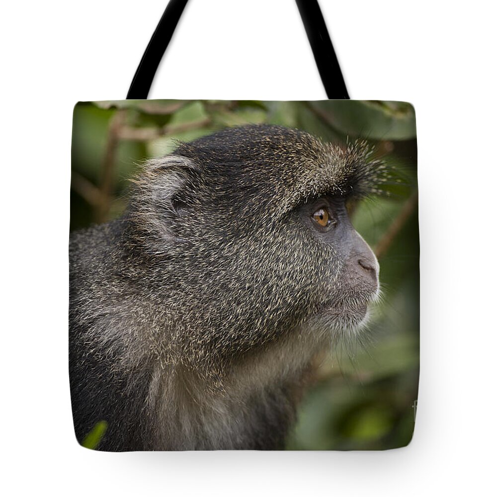 Blue Tote Bag featuring the photograph Blue monkey Cercopithecus mitis #1 by Eyal Bartov