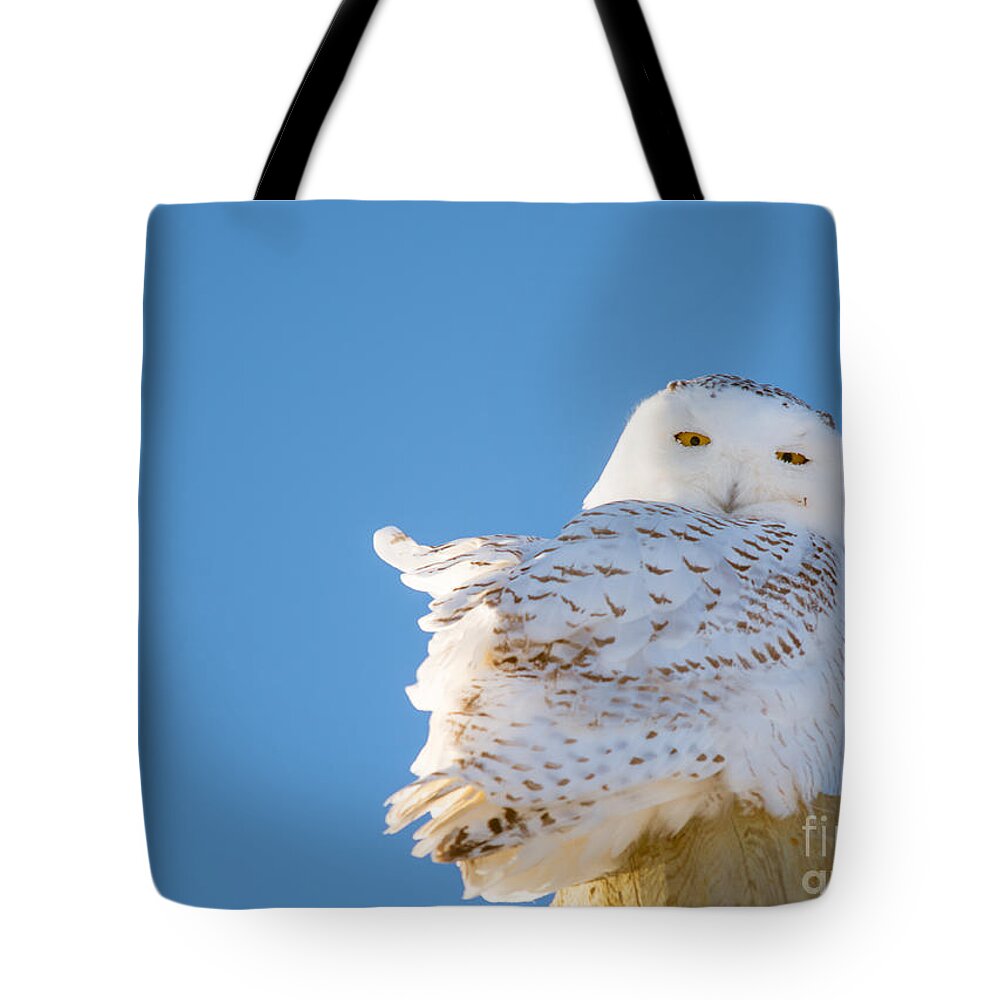  Sky Tote Bag featuring the photograph Blue Sky Snowy by Cheryl Baxter