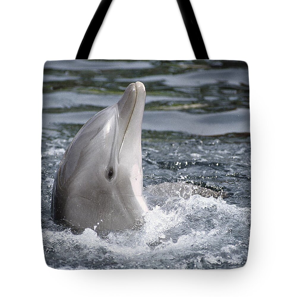 Feb0514 Tote Bag featuring the photograph Bottlenose Dolphin Hawaii #1 by Flip Nicklin
