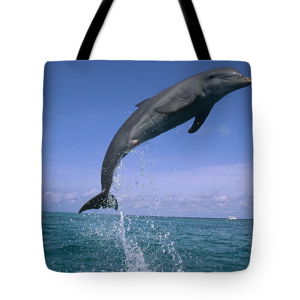 Feb0514 Tote Bag featuring the photograph Bottlenose Dolphin Leaping Honduras #1 by Konrad Wothe