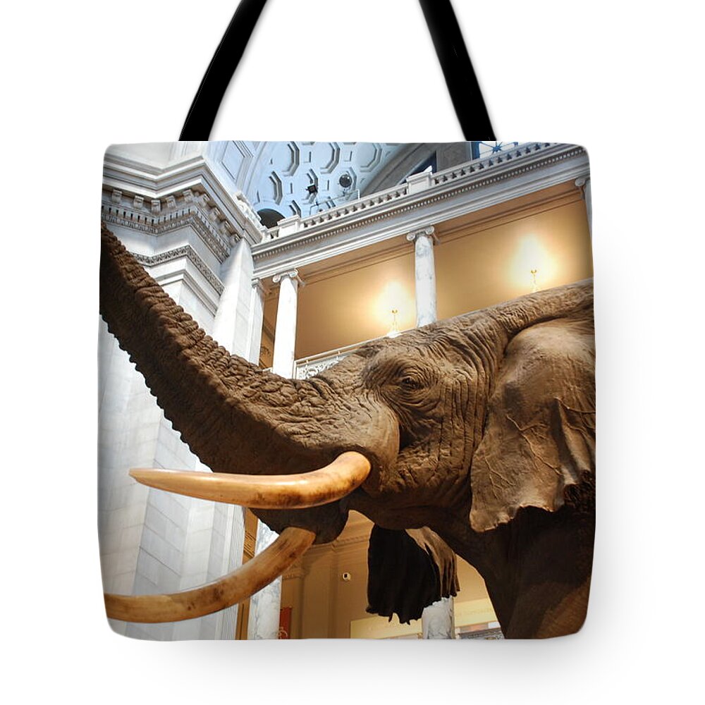 Bull Elephant Tote Bag featuring the photograph Bull Elephant in Natural History Rotunda #7 by Kenny Glover