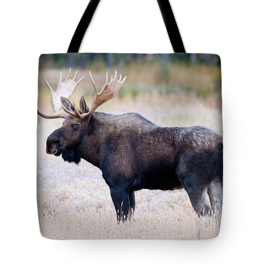 Moose Tote Bag featuring the photograph Bull Moose #1 by Max Waugh