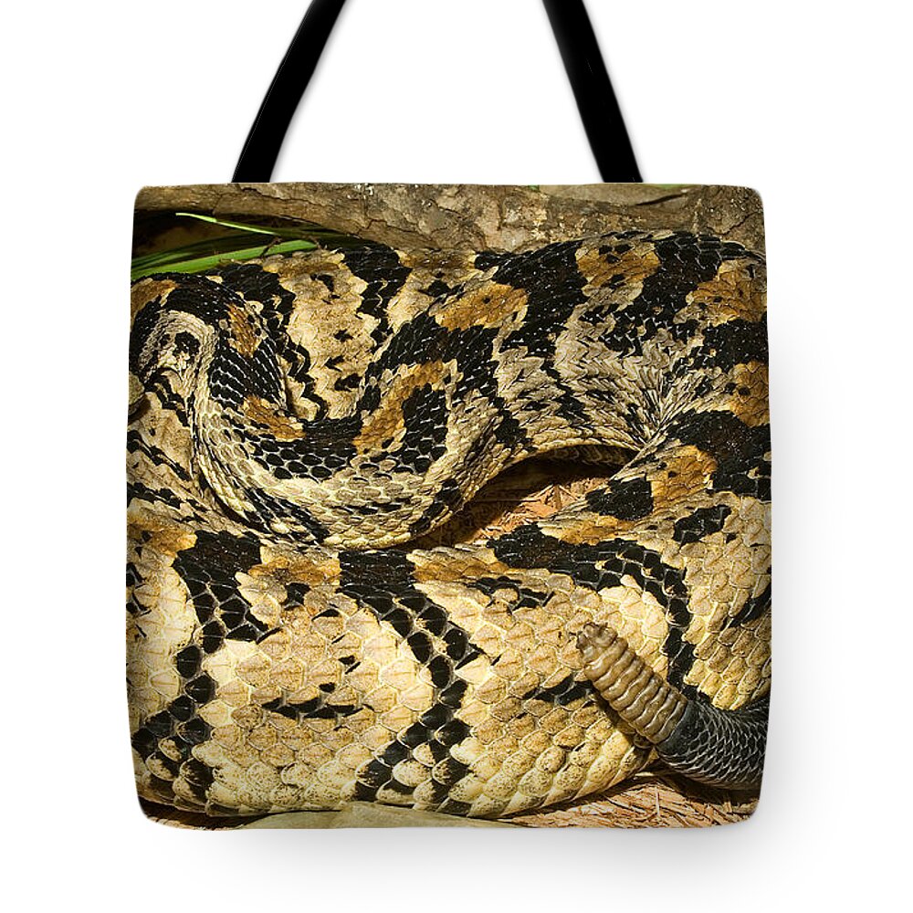 Fauna Tote Bag featuring the photograph Canebrake Rattlesnake #1 by Millard H. Sharp