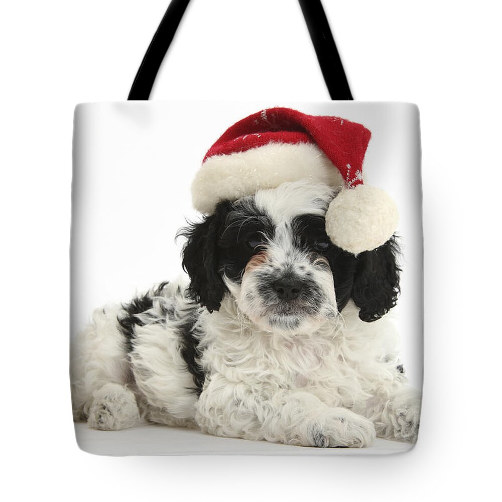 Black And White Cavapoo Puppy Tote Bag featuring the photograph Cavapoo Puppy In Christmas Hat #1 by Mark Taylor