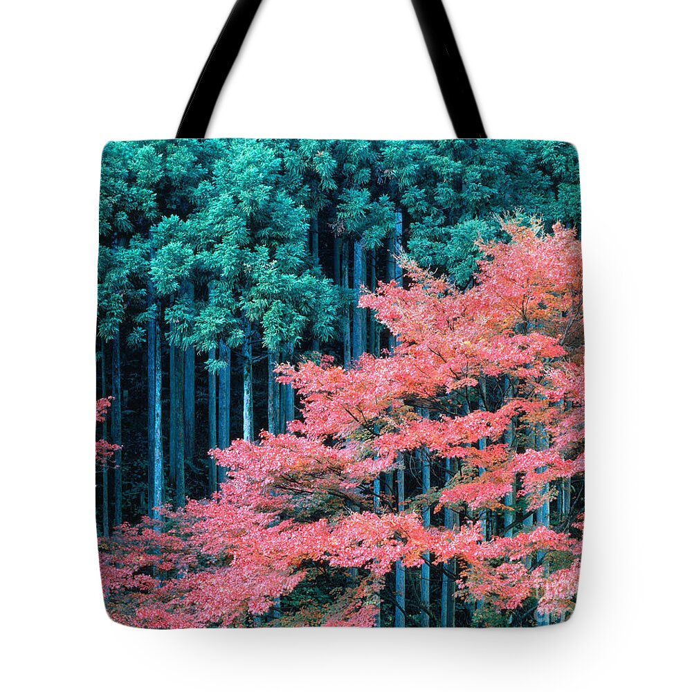 Kitayama-sugi Tote Bag featuring the photograph Cedar Forest Japan #1 by Tomomi Saito