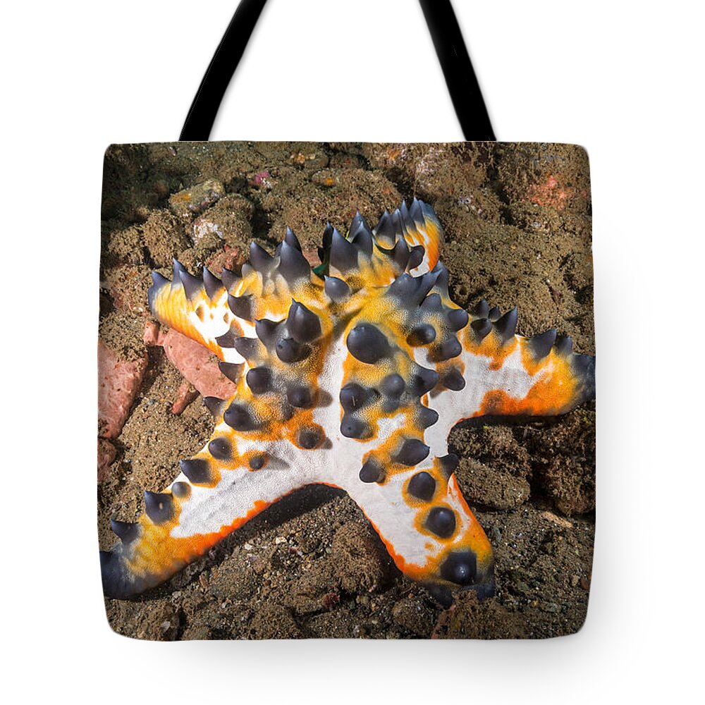 Chocolate Chip Sea Star Tote Bag featuring the photograph Chocolate Chip Sea Star #1 by Andrew J. Martinez