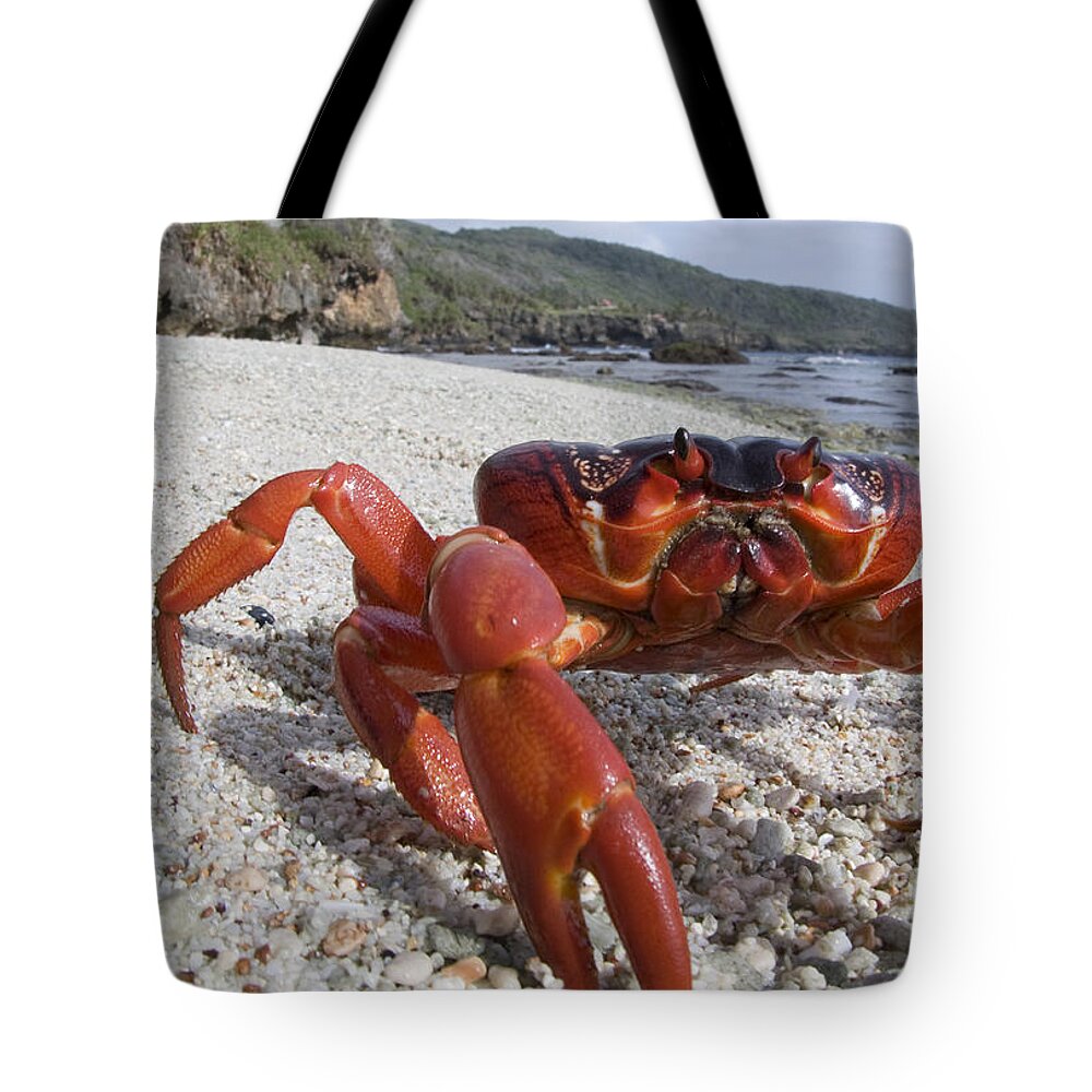 Flpa Tote Bag featuring the photograph Christmas Island Red Crab Migation #1 by Colin Marshall