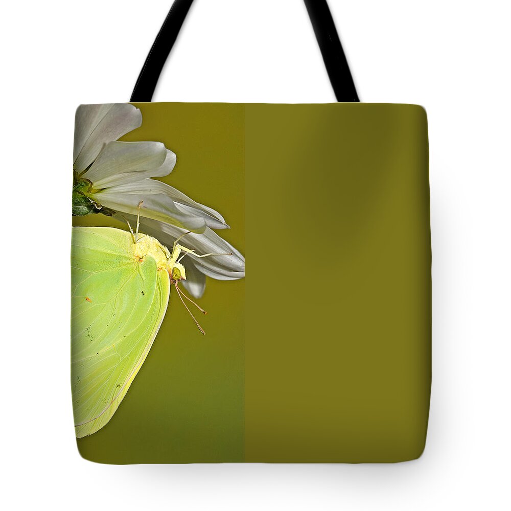 Animal Tote Bag featuring the photograph Cloudless Sulphur Butterfly #5 by Millard H Sharp
