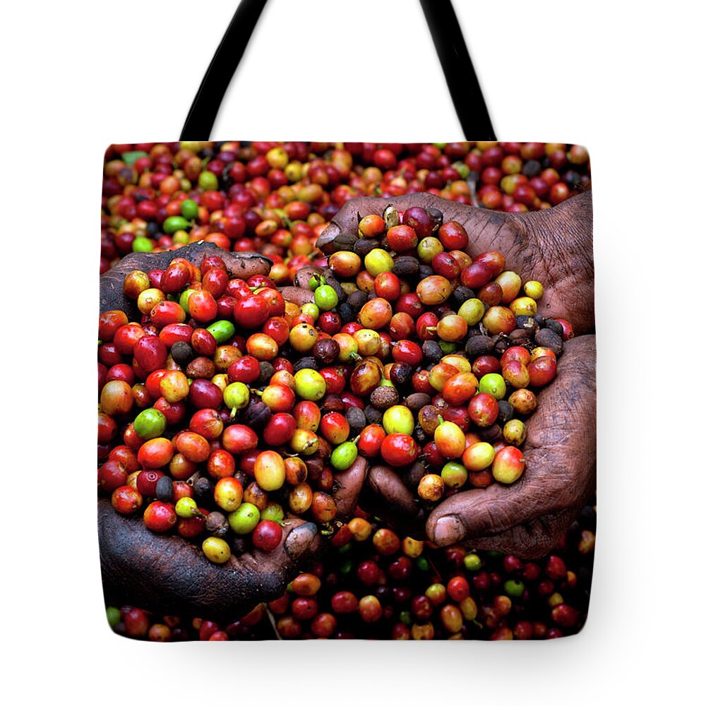 Farm Worker Tote Bag featuring the photograph Coffee Berries, El Salvador #1 by John Coletti