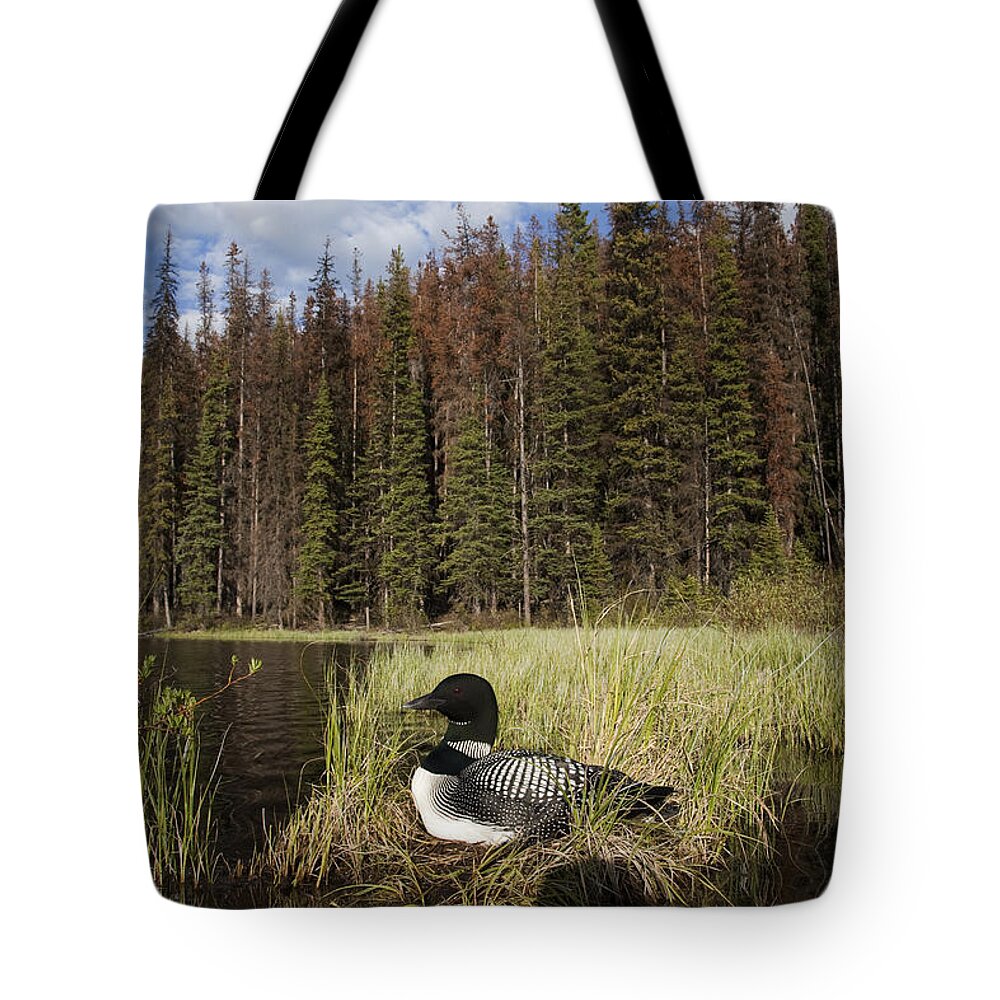 Feb0514 Tote Bag featuring the photograph Common Loon Nesting Bc Canada #1 by Tom Vezo