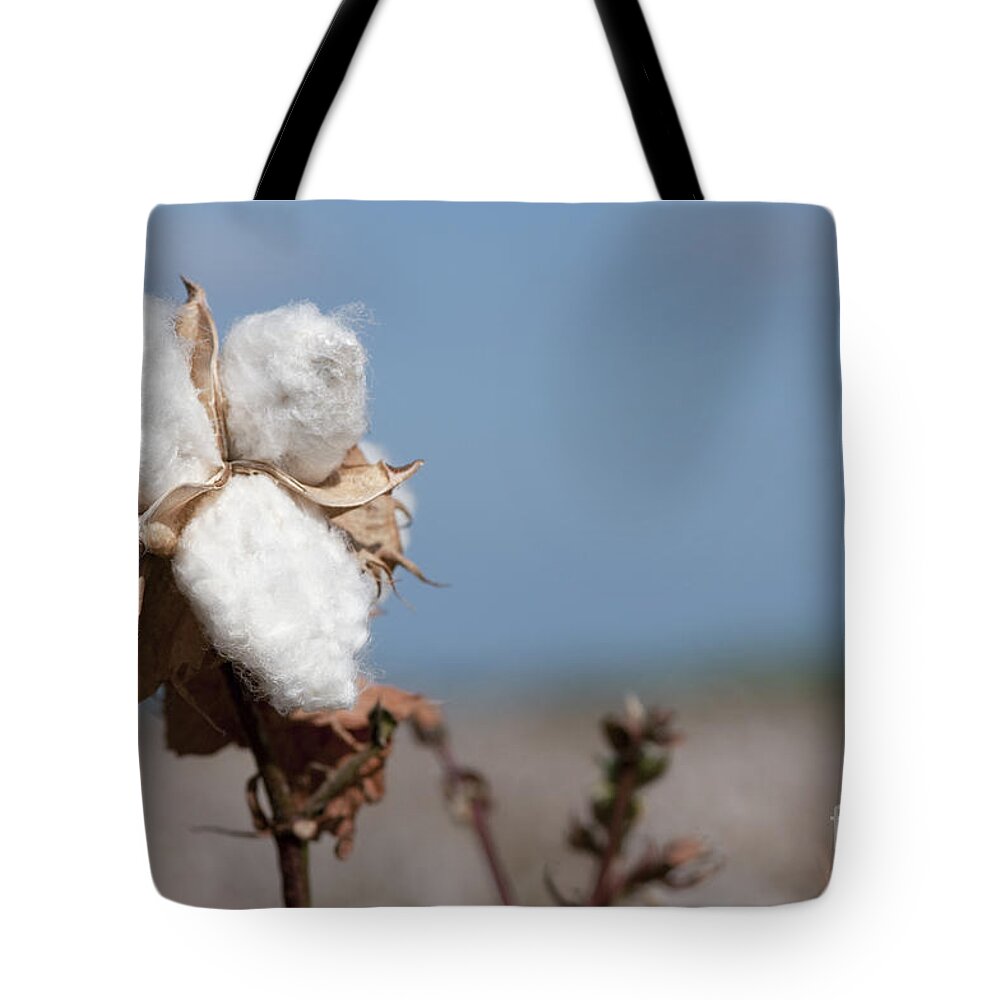 Growth Tote Bag featuring the photograph Cotton Bolls #1 by Hagai Nativ