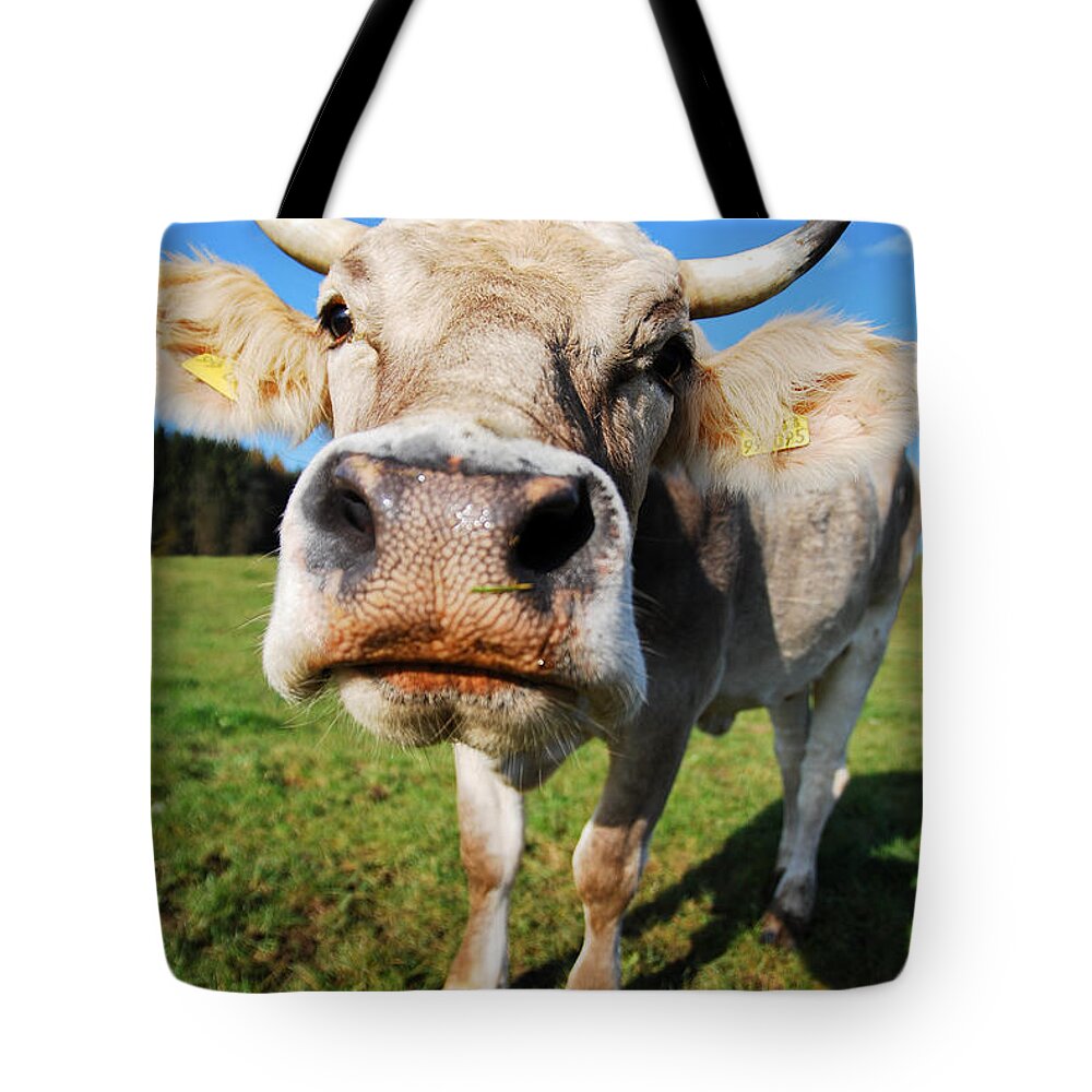 Cow Tote Bag featuring the photograph cow by Hannes Cmarits