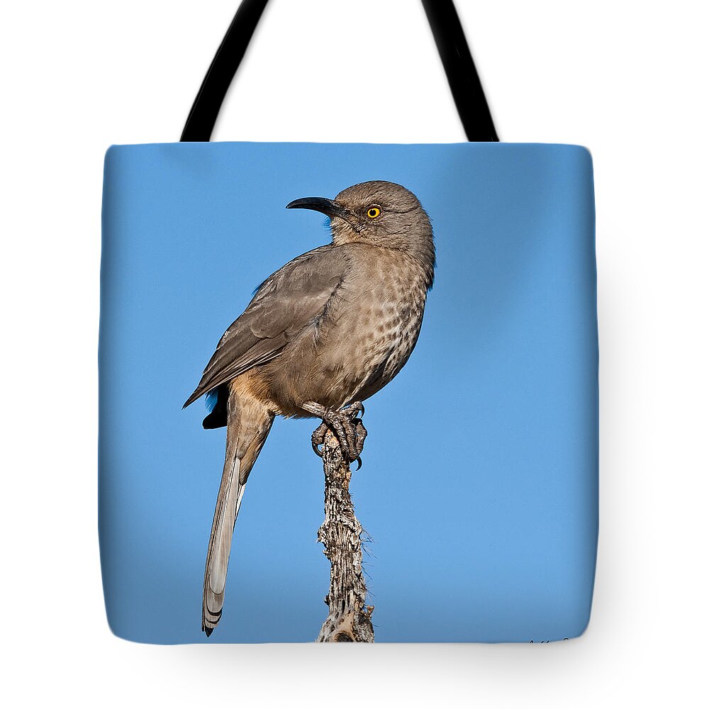 Animal Tote Bag featuring the photograph Curve-Billed Thrasher by Jeff Goulden