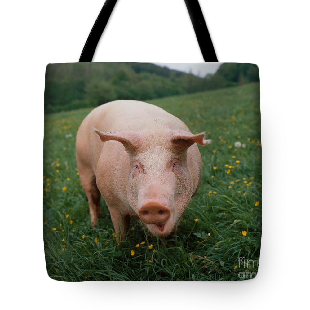 Pig Tote Bag featuring the photograph Domestic Pig #1 by Hans Reinhard