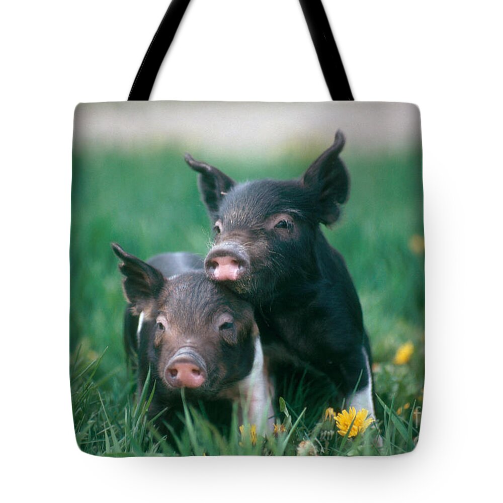Nature Tote Bag featuring the photograph Domestic Piglets by Alan Carey