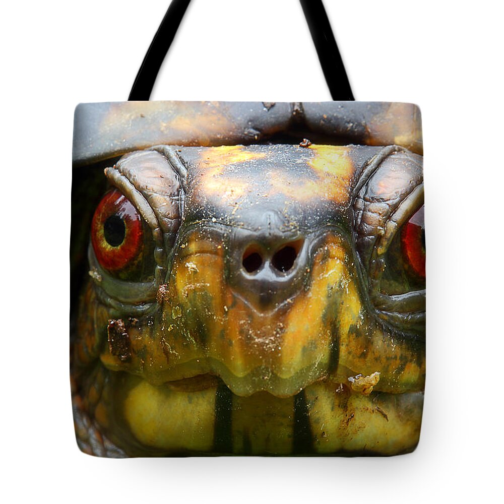 Eastern Box Turtle Tote Bag featuring the photograph Eastern Box Turtle 2 by Michael Eingle