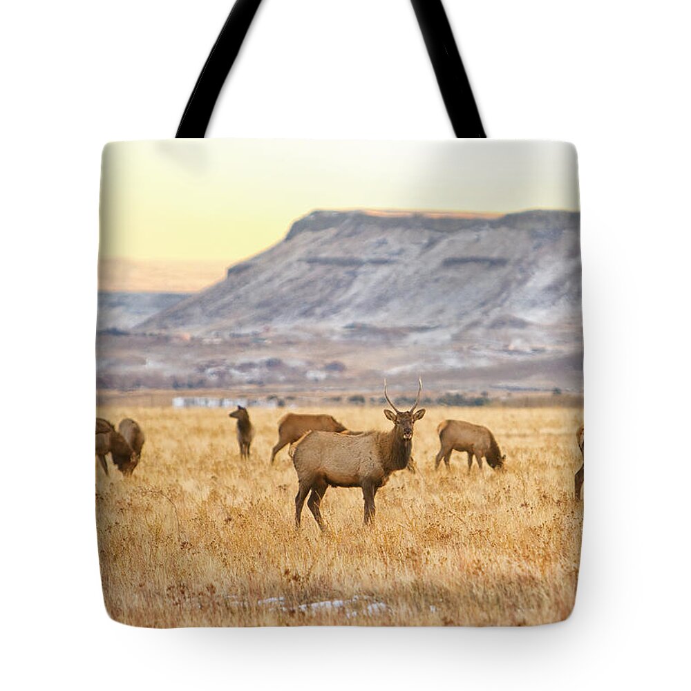 Elk Tote Bag featuring the photograph Elk Herd Grazing Rocky Mountain Foothills by James BO Insogna