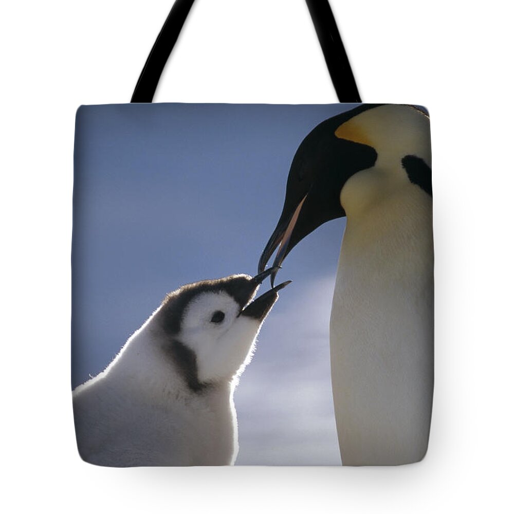 Feb0514 Tote Bag featuring the photograph Emperor Penguin Feeding Chick Antarctica #1 by Tui De Roy