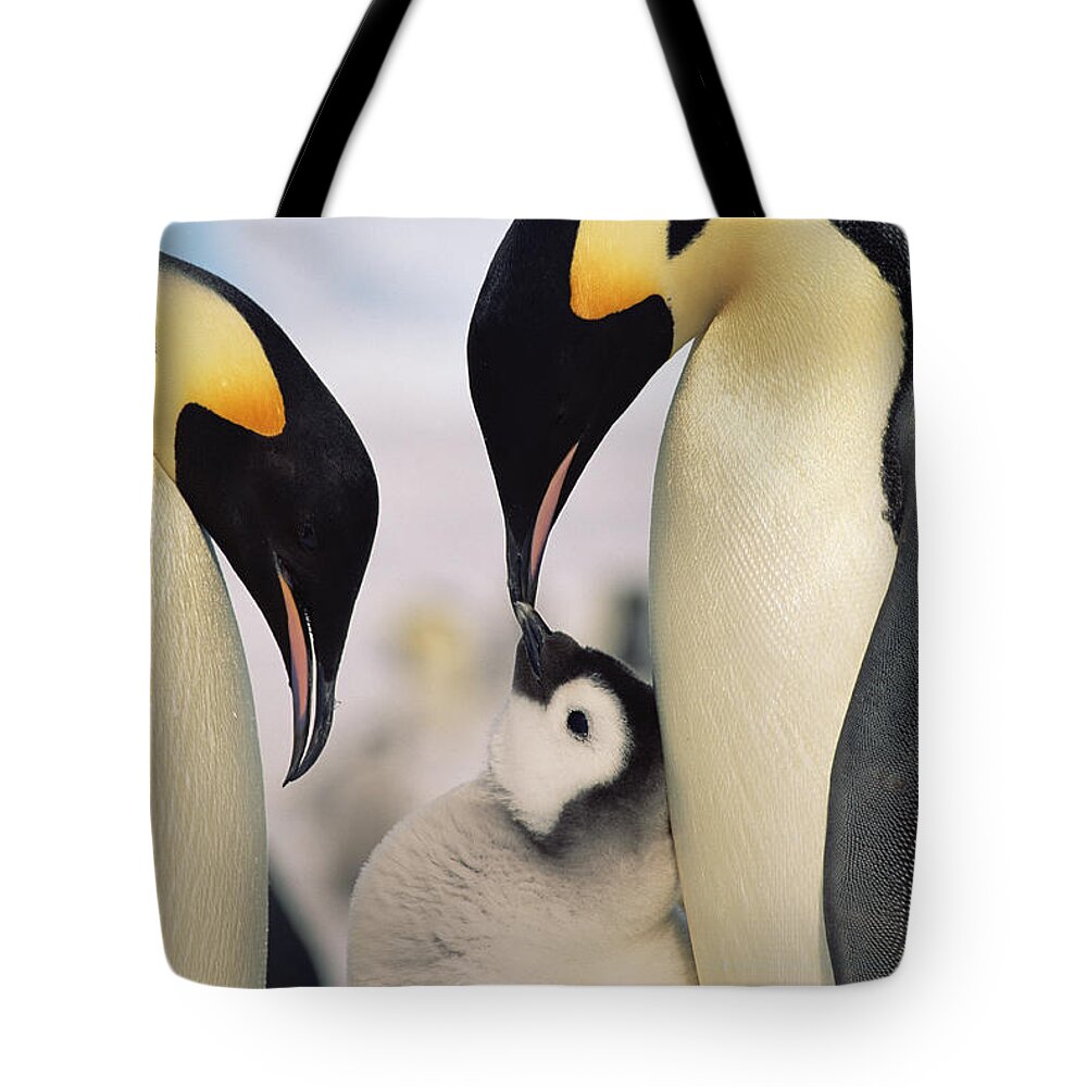 Feb0514 Tote Bag featuring the photograph Emperor Penguin Parents With Chick #1 by Konrad Wothe