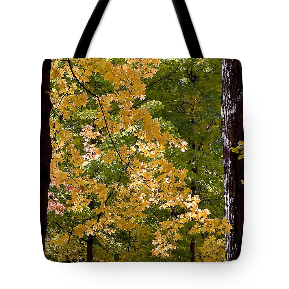Autumn Tote Bag featuring the photograph Fall Maples by Steven Ralser