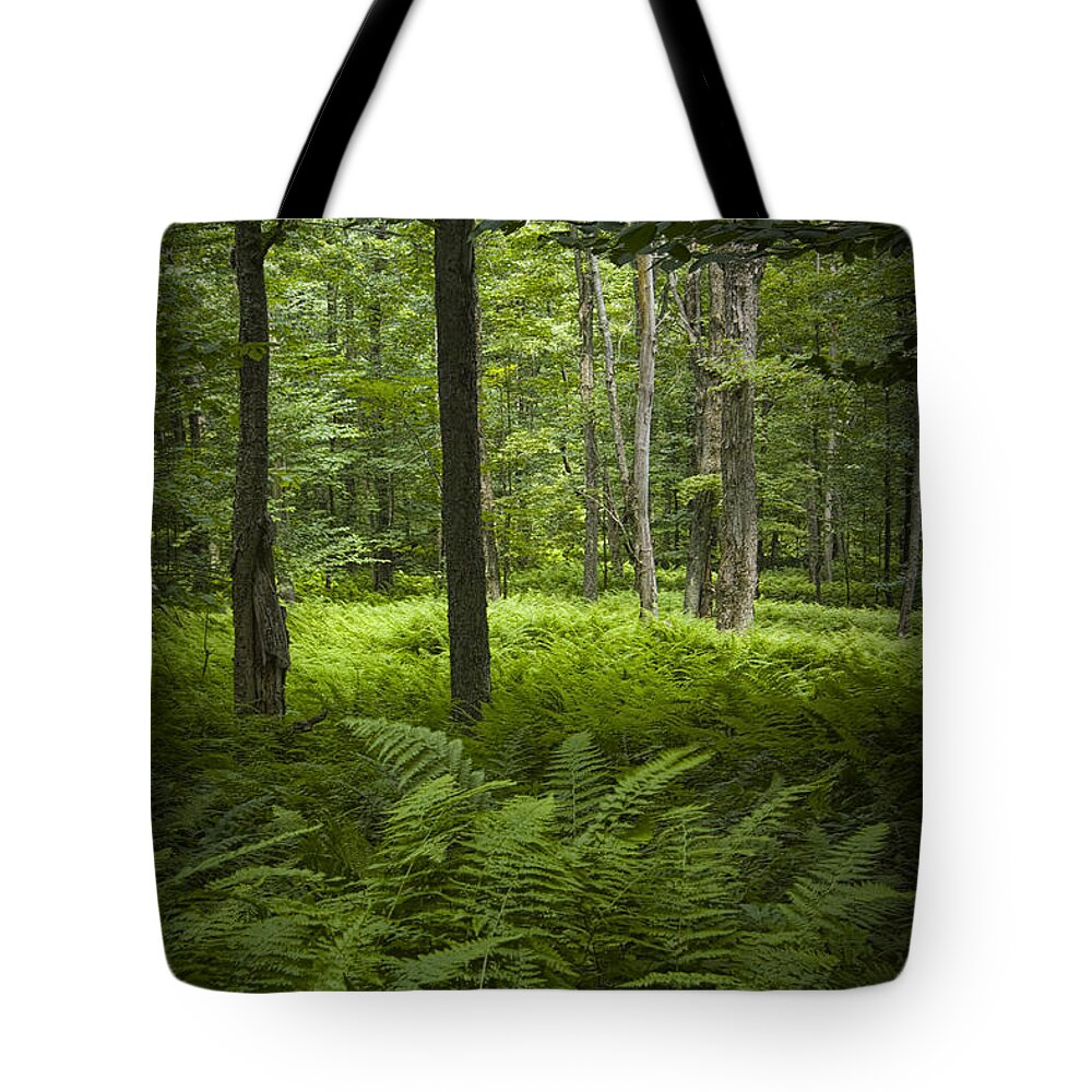 Art Tote Bag featuring the photograph Ferns in a Vermont Woodland Forest #1 by Randall Nyhof