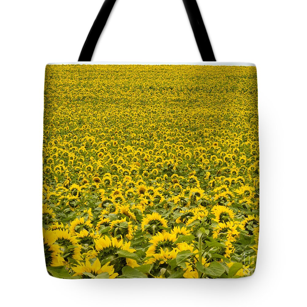 Agricultural Tote Bag featuring the photograph Field of blooming yellow sunflowers to horizon #1 by Stephan Pietzko