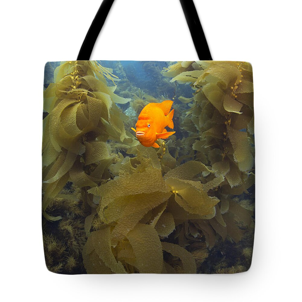 531466 Tote Bag featuring the photograph Garibaldi In Giant Kelp Forest Catalina #1 by Richard Herrmann