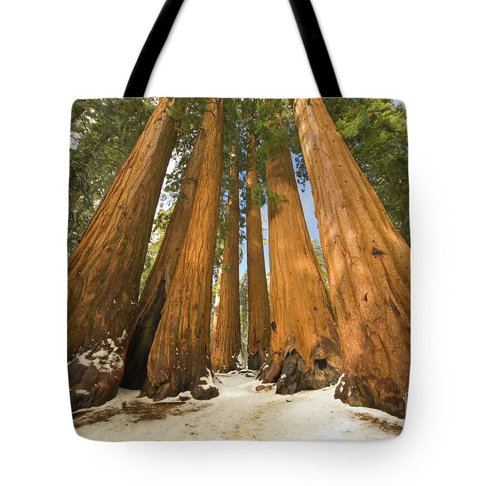 00431218 Tote Bag featuring the photograph Giant Sequoias After First Snow by Yva Momatiuk John Eastcott