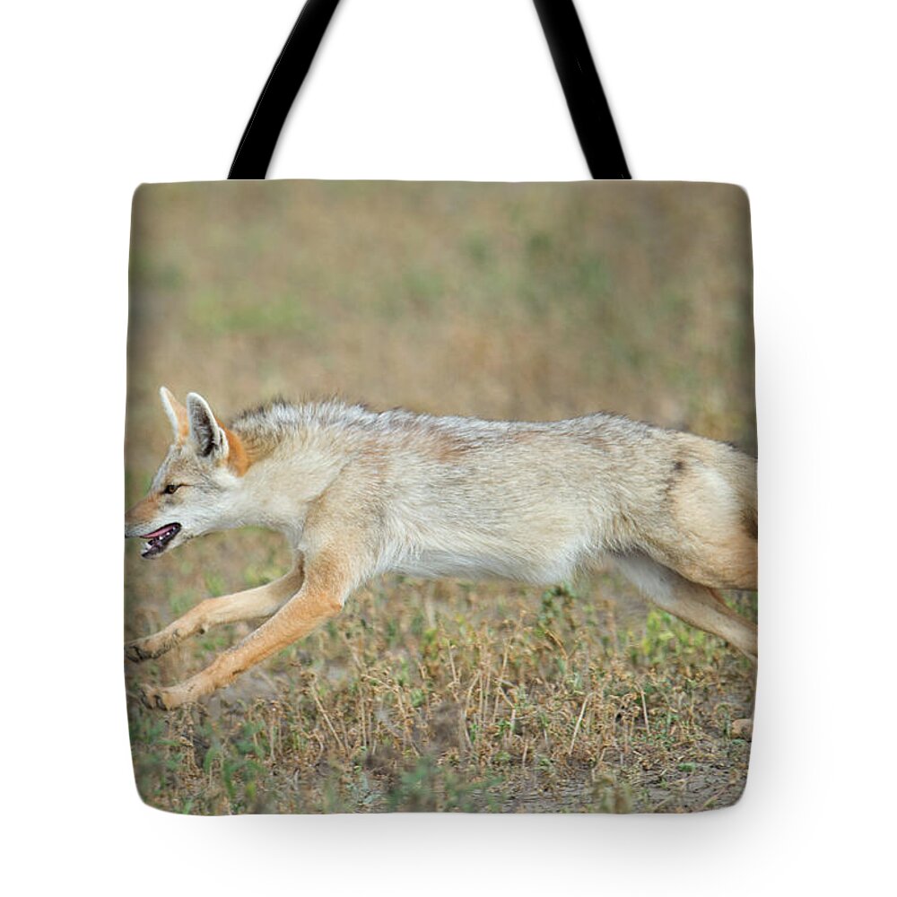 Photography Tote Bag featuring the photograph Golden Jackal Canis Aureus Running #1 by Animal Images