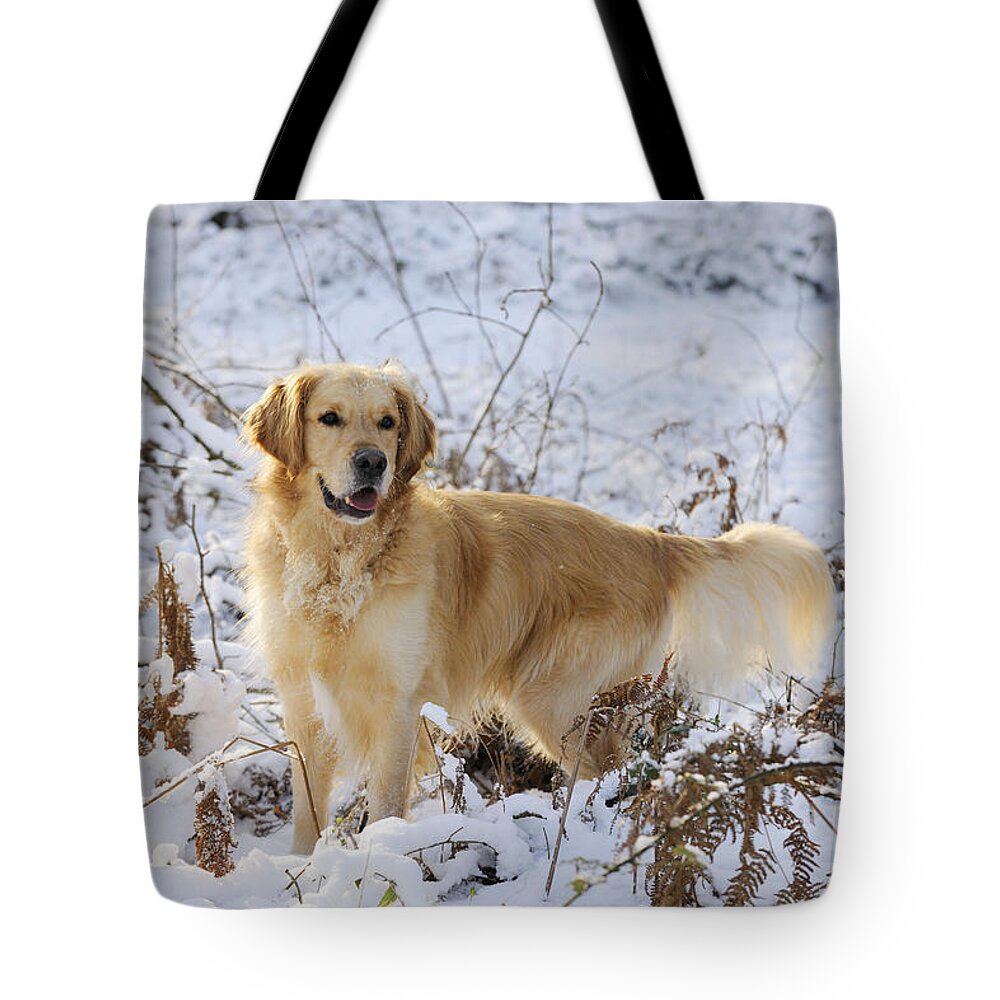 Dog Tote Bag featuring the photograph Golden Retriever In Snow #1 by John Daniels