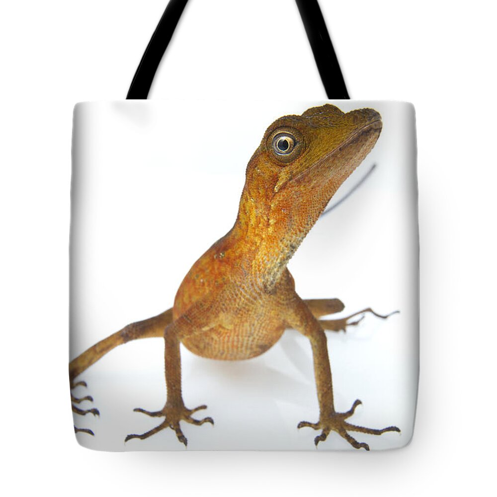 Feb0514 Tote Bag featuring the photograph Goldenscale Anole Suriname #1 by Piotr Naskrecki
