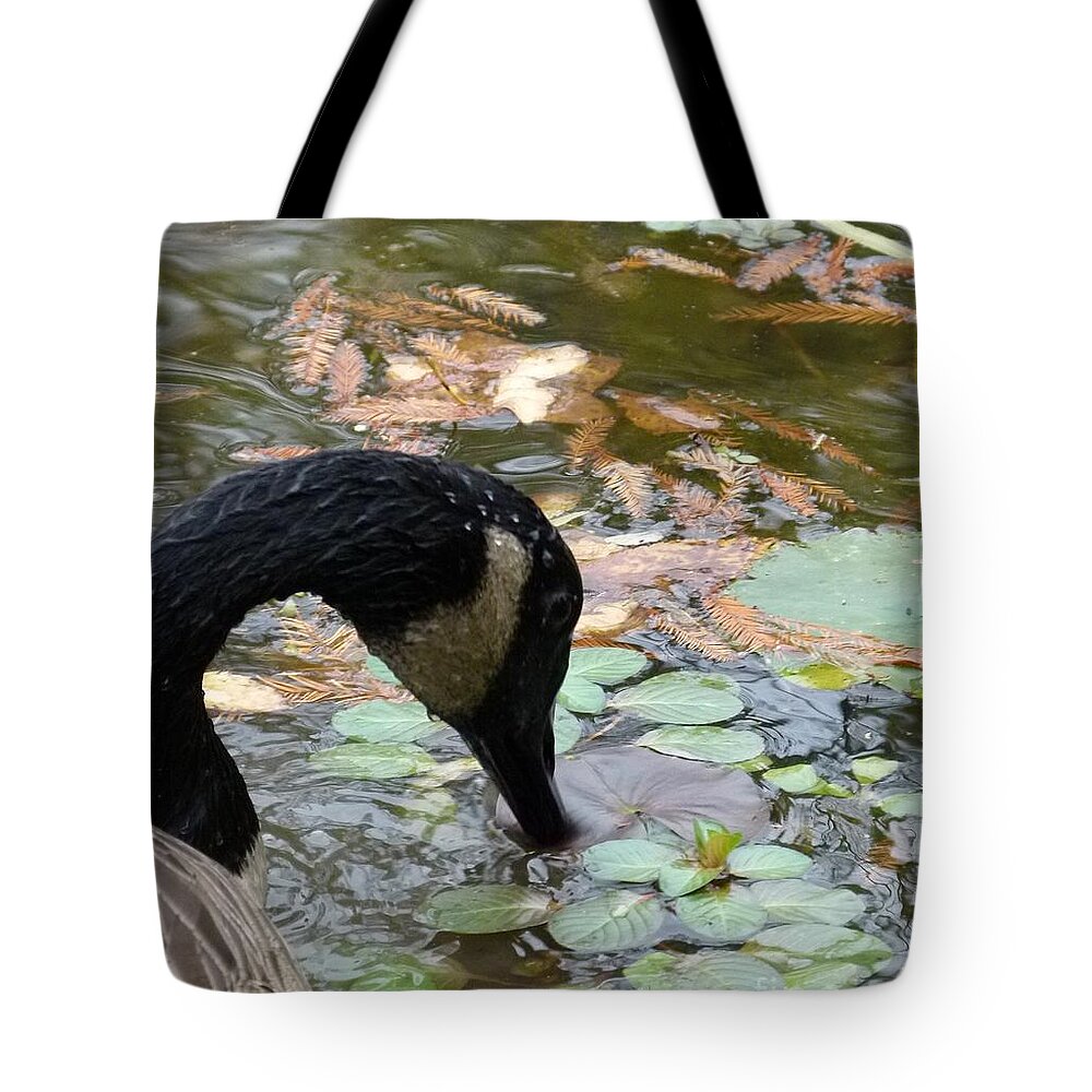 Goose Eating Tote Bag featuring the photograph Goose #1 by Jane Ford