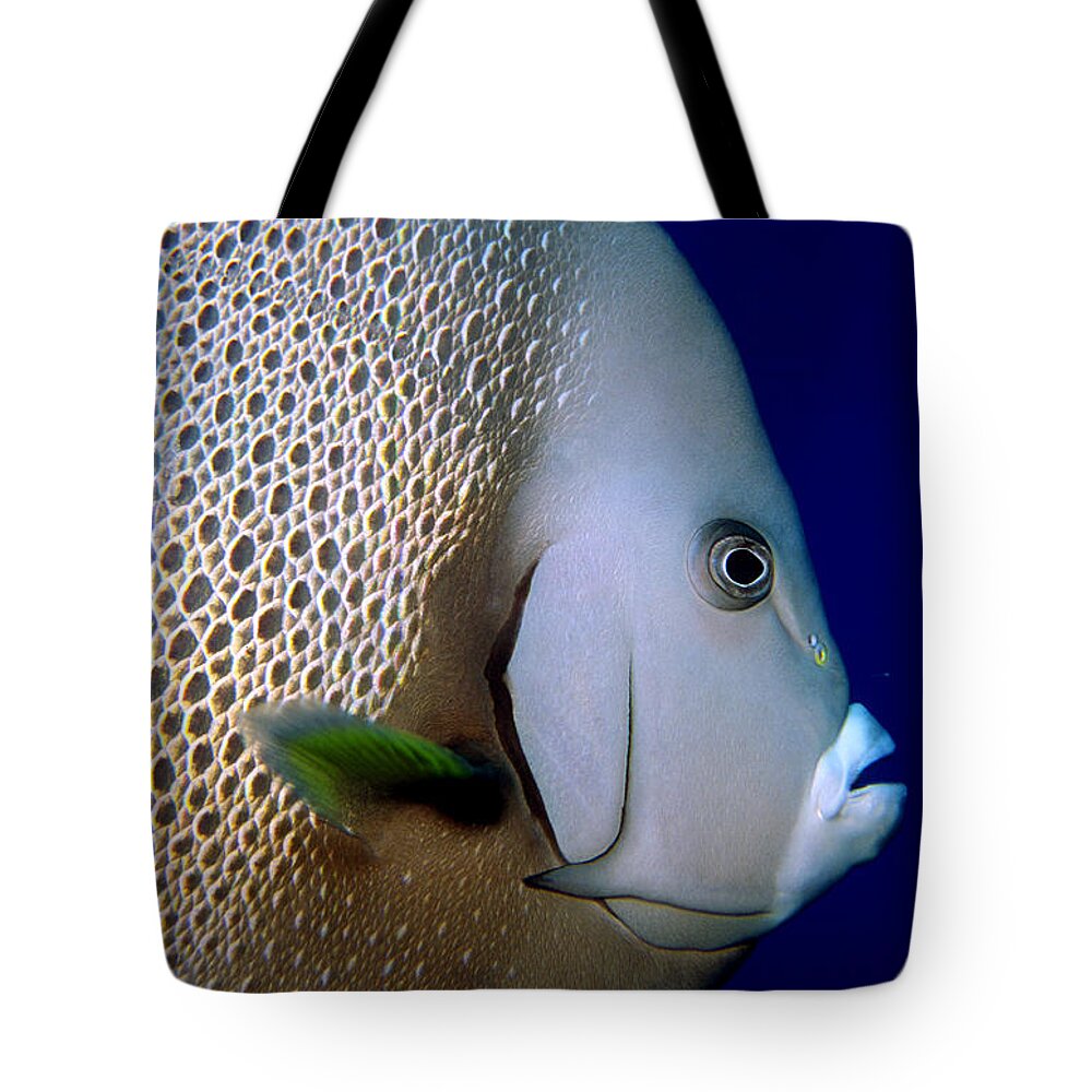 Angelfish Tote Bag featuring the photograph Gray Angelfish Pomacanthus Arcuatus #1 by Charles Angelo