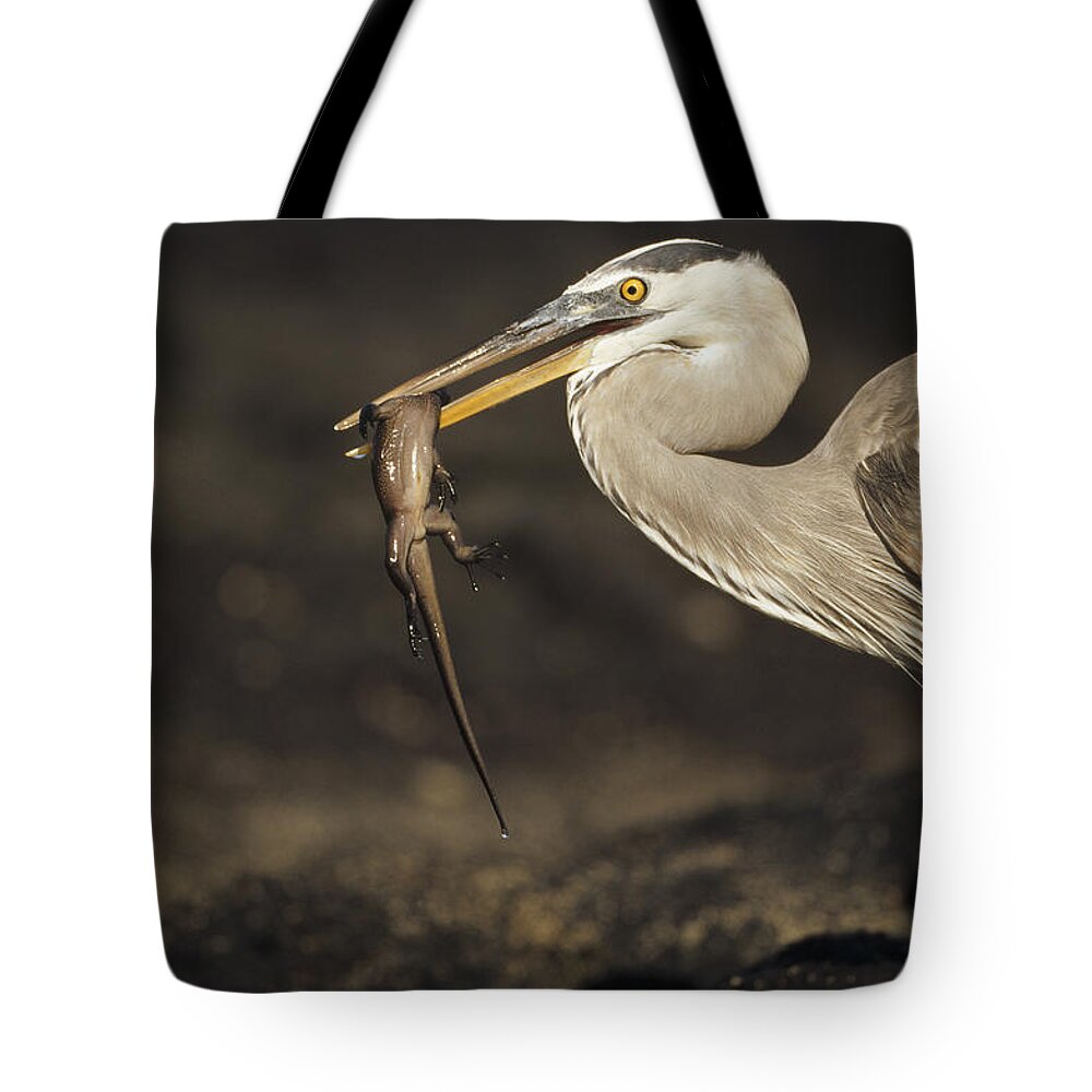 Feb0514 Tote Bag featuring the photograph Great Blue Heron Eating Marine Iguana #1 by Tui De Roy