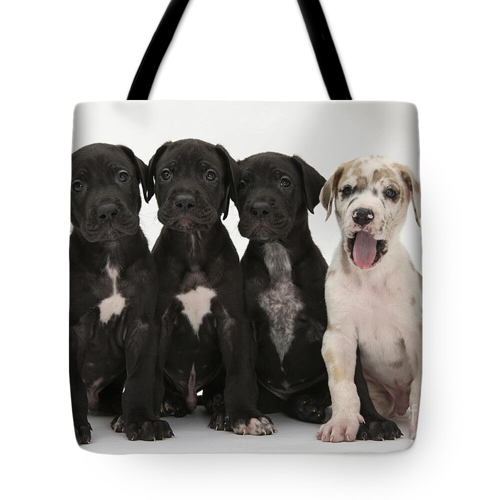 Great Dane Puppies Tote Bag featuring the photograph Great Dane Puppies #1 by Mark Taylor