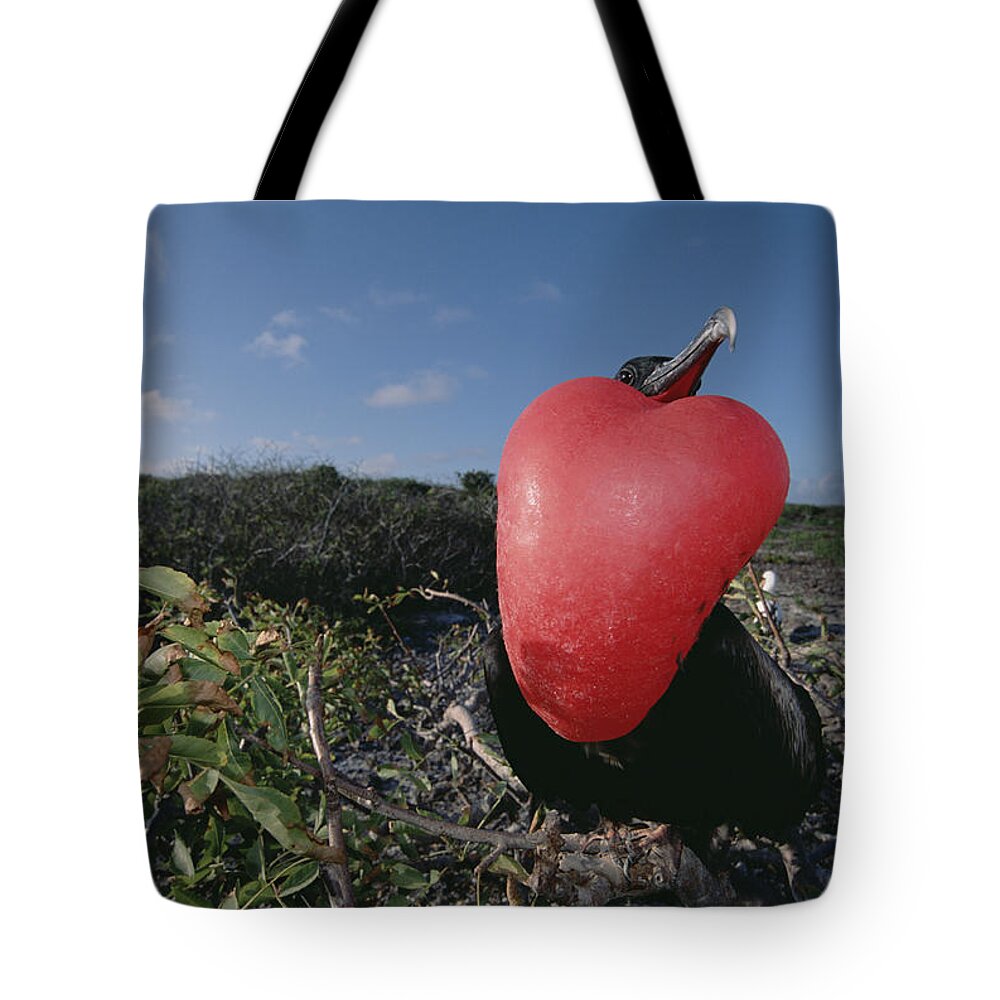 Feb0514 Tote Bag featuring the photograph Great Frigatebird Male In Courtship #1 by Tui De Roy