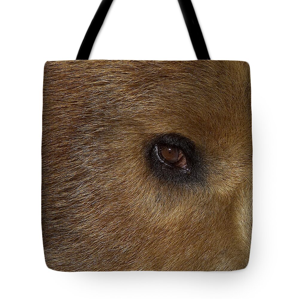 Feb0514 Tote Bag featuring the photograph Grizzly Bear Portrait #1 by San Diego Zoo