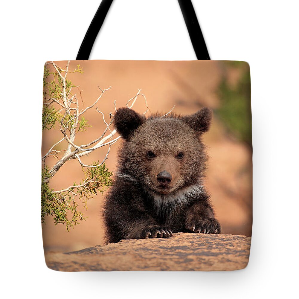 Bear Cub Tote Bag featuring the photograph Grizzly Bear #1 by Tier Und Naturfotografie J Und C Sohns