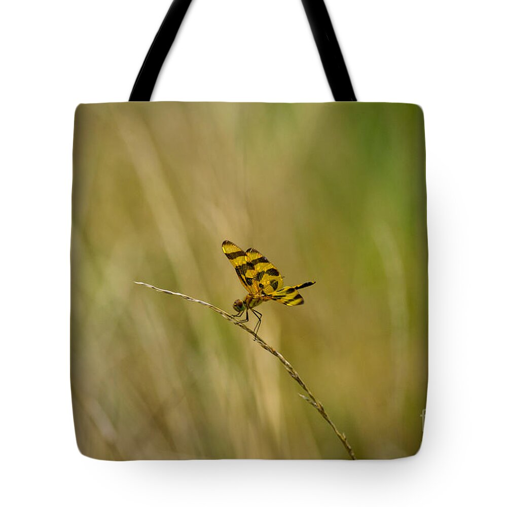 Halloween Tote Bag featuring the photograph Halloween Pennant Dragonfly #2 by Angela DeFrias