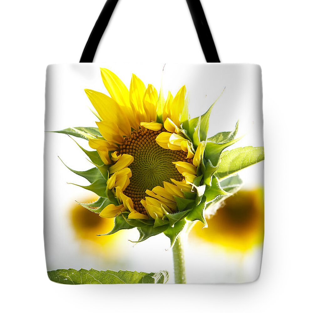 Sunflower Tote Bag featuring the photograph Helianthus Annuus #1 by Dennis Hedberg
