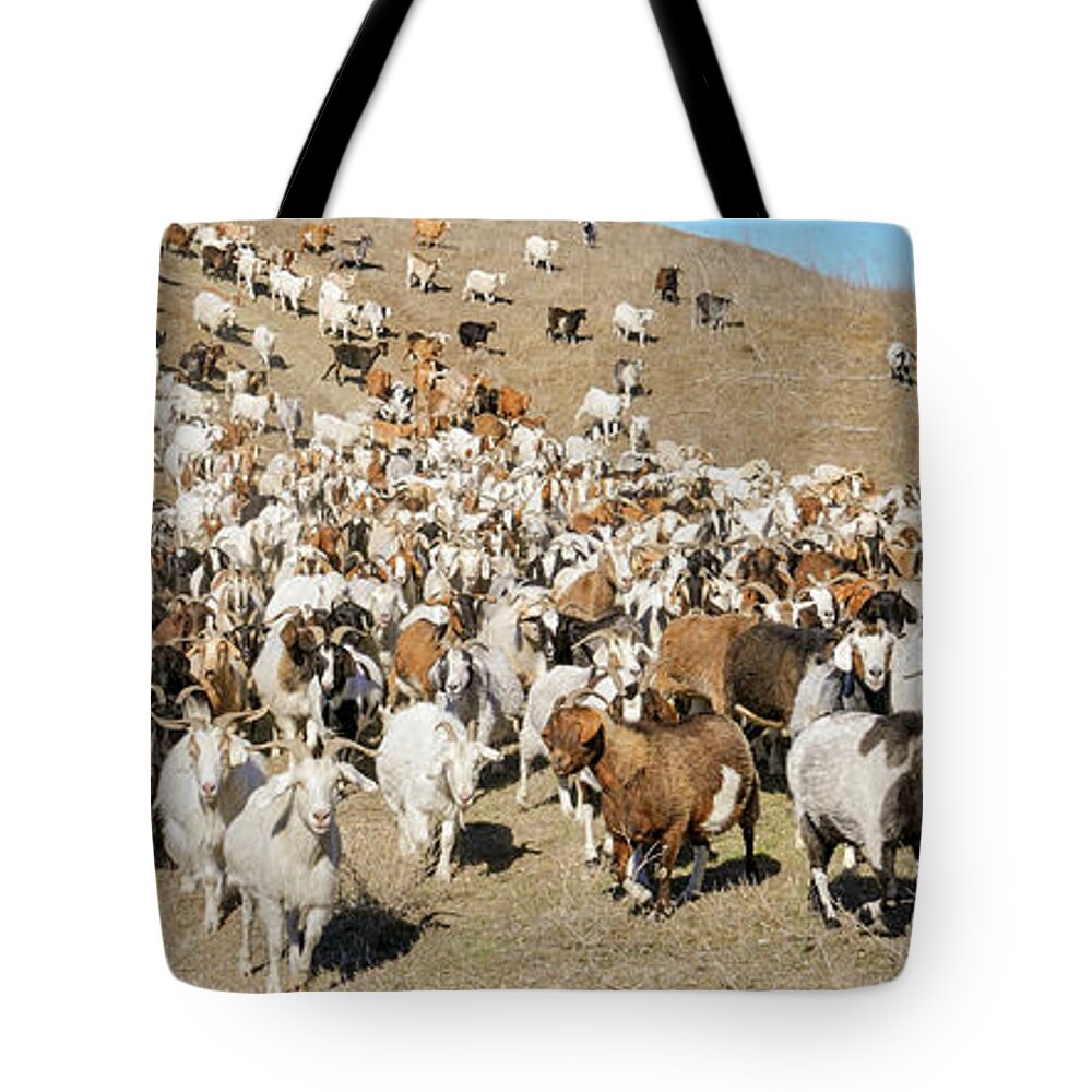 Photography Tote Bag featuring the photograph High Angle View Of A Herd Of Goats #1 by Animal Images