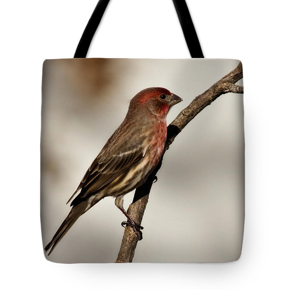 carpodacus Mexicanus Tote Bag featuring the photograph House Finch #1 by Lana Trussell