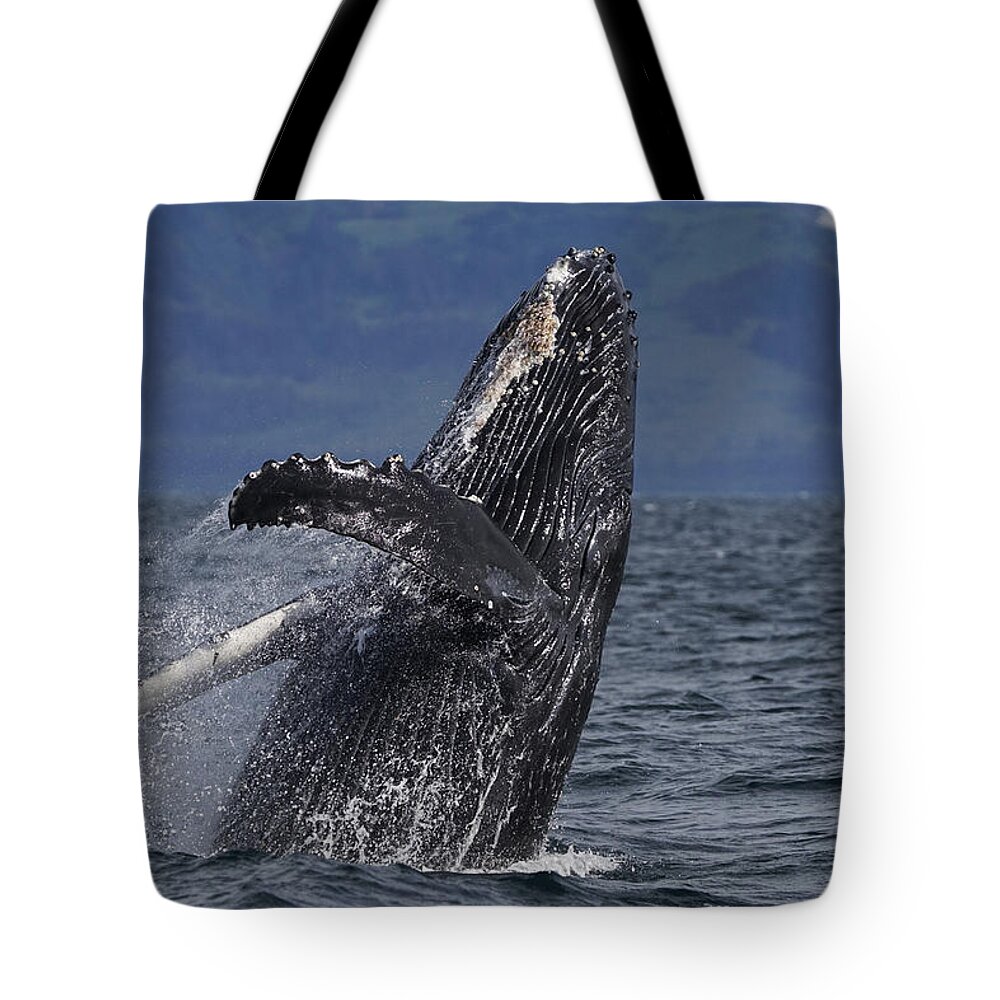 Hiroya Minakuchi Tote Bag featuring the photograph Humpback Whale Breaching Prince William #1 by Hiroya Minakuchi