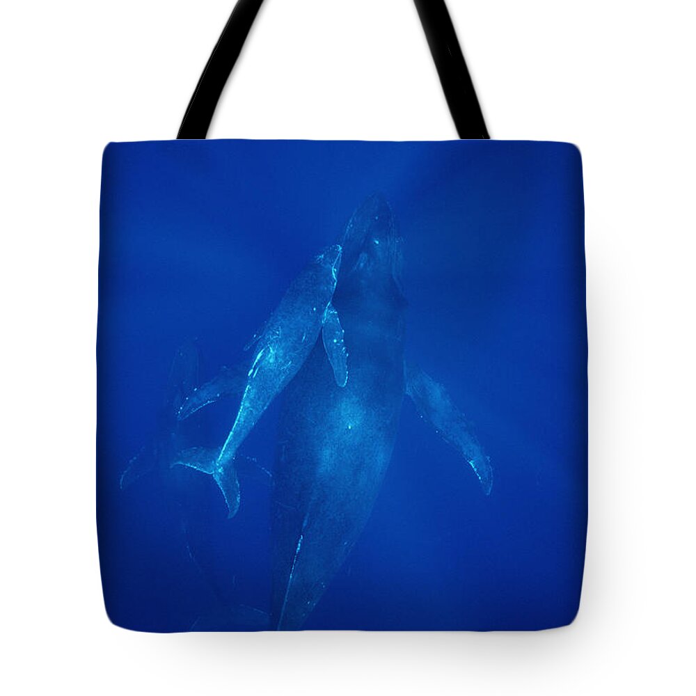 Feb0514 Tote Bag featuring the photograph Humpback Whale Cow Calf And Male Escort by Flip Nicklin